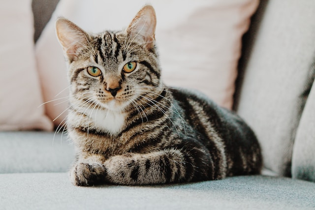 A gray tiger fur cat laying on a bed