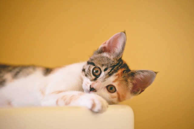 A small white and orange cat staring directly into camera