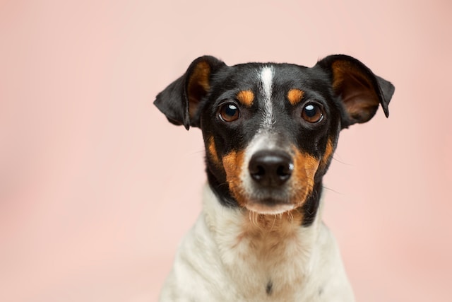 A black, white and brown little dog with brown eyes looks at the camera