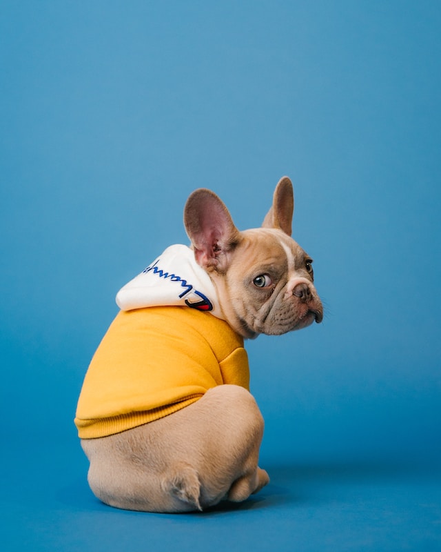 A brown dog wearing a yellow sweatshirt