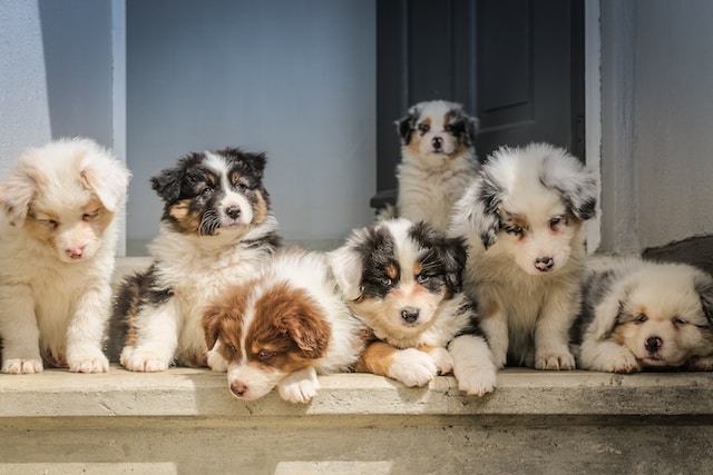 Seven white puppies squishing one against the other