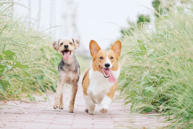 Two dogs running down the road, with their tongues out